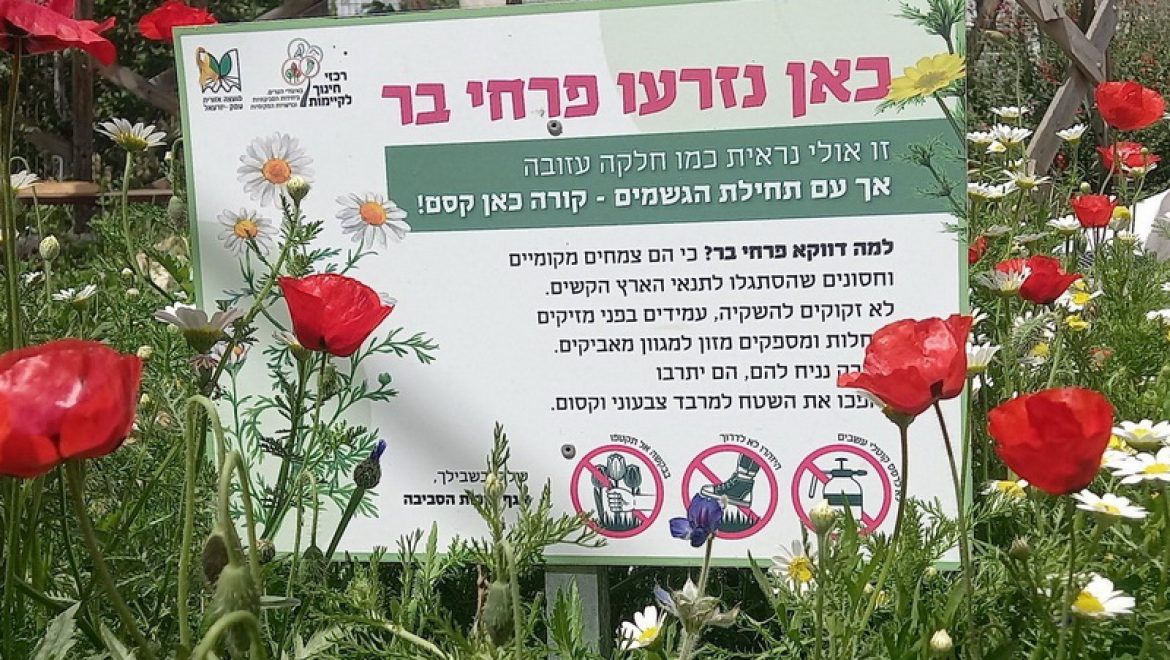 זריעת פרחי הבר הגדולה בעמק יזרעאל